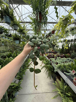 PEPEROMIA HOPE P12