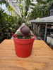 LITHOPS PLEIOSPILOS NEL P6