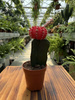 GYMNOCALCIUM JAPAN ROOD P5,5