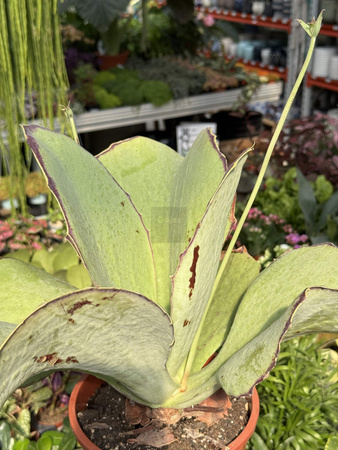 KALANCHOE SYNSEPALA P17