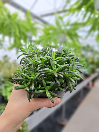 KALANCHOE MILLIONS TUBI P12