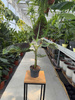 BANANOWIEC ACUMINATA ZEBRINA P12