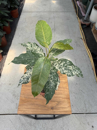 FICUS SNOWSTROM P9