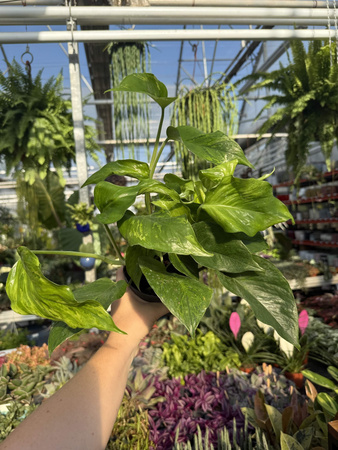 EPIPREMNUM MARBLE GREEN P12