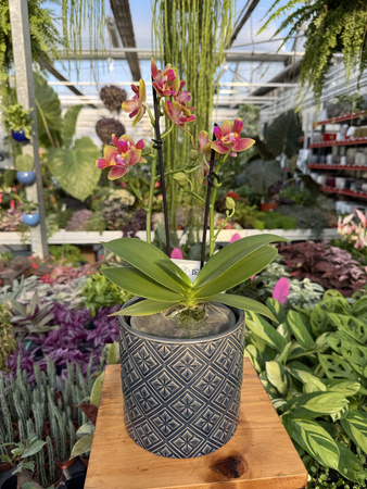PHALENOPSIS LIMITED 11 P12