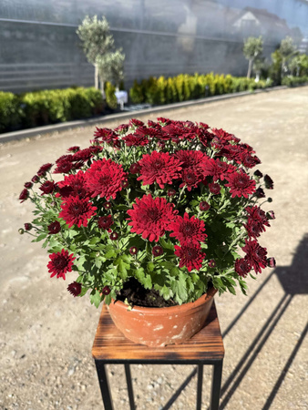 CHRYZANTEMA DROBNOKWIATOWA CZERWONA