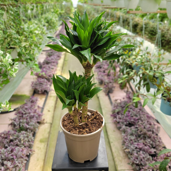 DRACENA COMPACTA P17
