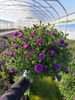ASTER NOWOBELGIJSKI HENRY PURPLE P13 FIOLETOWY CIEMNY, PEŁNY