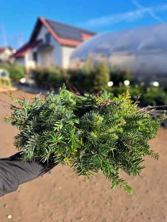 WIANEK  MIESZNY JODŁA + CYPRYS + BRZOZA 40 cm