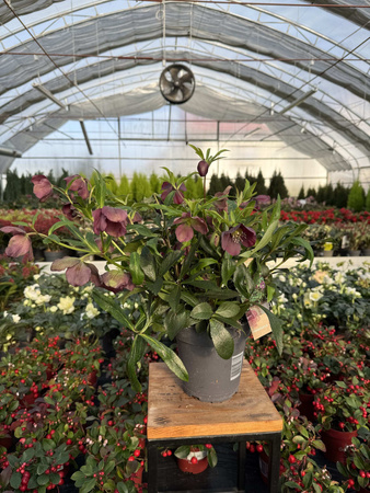 CIEMIERNIK ORIENTALIS SINGLE P15