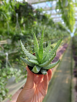 ALOE HUMILIS P5,5