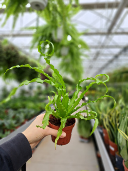 ASPLENIUM OSAKA P8