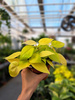 PHILODENDRON SCANDENS MICANS LIME P12