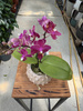 PHALENOPSIS AROMIO FRUITY MINI P7