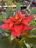 GUZMANIA FIERO RED P12