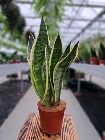 SANSEVIERIA FUTURA SUPERBA P12