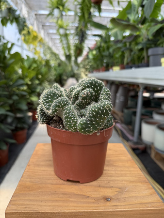 OPUNTIA P12