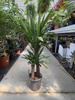 YUCCA ELEPHANTIPES P21