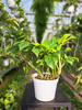 MONSTERA MINIMA P13