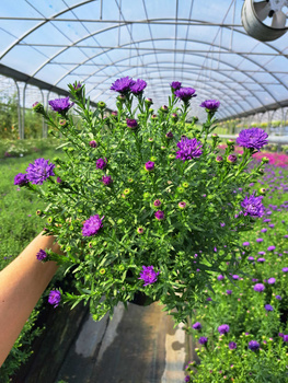 ASTER NOWOBELGIJSKI HENRY PURPLE P13 FIOLETOWY CIEMNY, PEŁNY