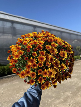 CHRYZANTEMA DROBNOKWIATOWA POMARAŃCZOWA