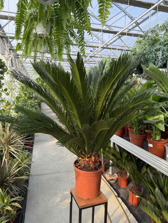 CYCAS P24