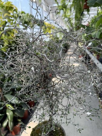 COROCIA COTONEASTER P18