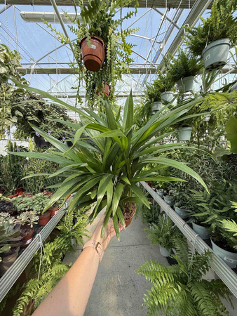 DYPSIS P12