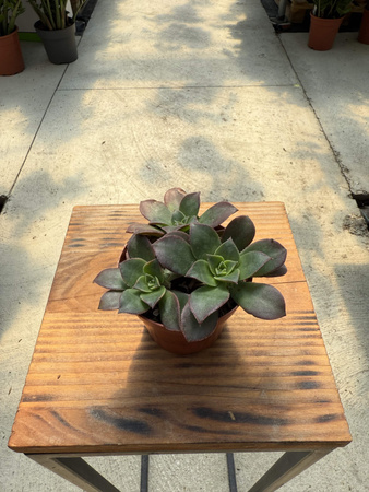 AEONIUM KIWI P8