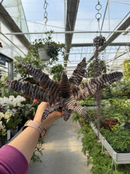 CRYPTANTHUS BRĄZ P9