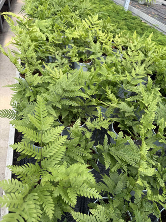 PAPROĆ PTERIS FAUREI P13
