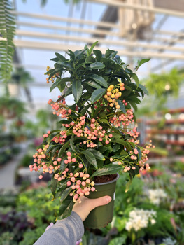 ARDISIA RÓŻOWA P14