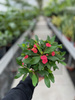 EUPHORBIA VULCANUS P13