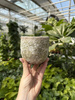 OSŁONKA SILA EGG POT GREEN P8