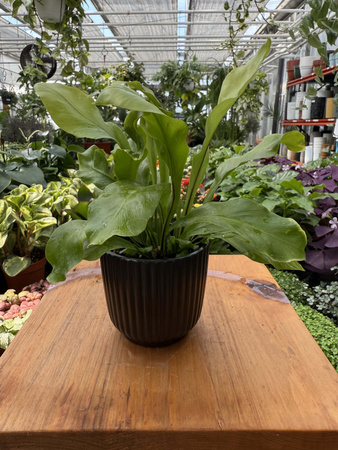 OSŁONKA RYFLOWANA MINI CZARNY P6
