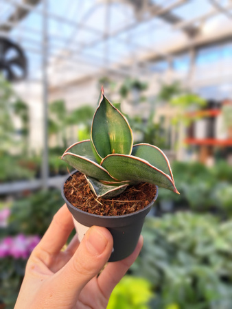 SANSEVIERIA SAMURAI P6