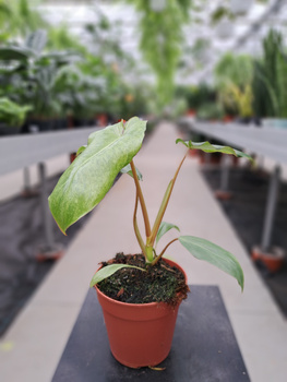 PHILODENDRON PARADISO VERDE P12