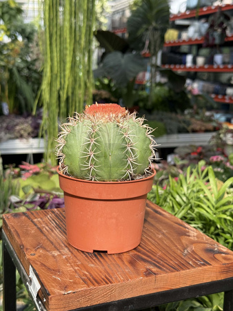 MELOCACTUS MATANZANUS P10
