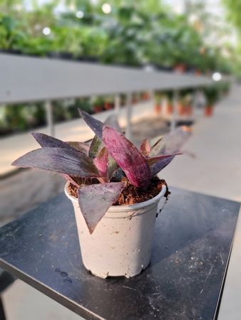 TRZYKROTKA PURPUROWA P9