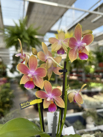 PHALENOPSIS YELLOW 2 TAK P7 MINI