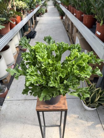 ASPLENIUM LESLIE P17