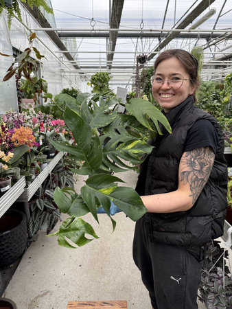 EPIPREMNUM PINATUM CINTHO GOLDFINGER P17