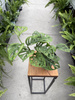 MONSTERA ADANSONII P11