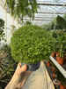 SELAGINELLA P10.5