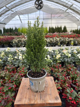 CYPRYSIK LAWSONA SNOW WHITE P11