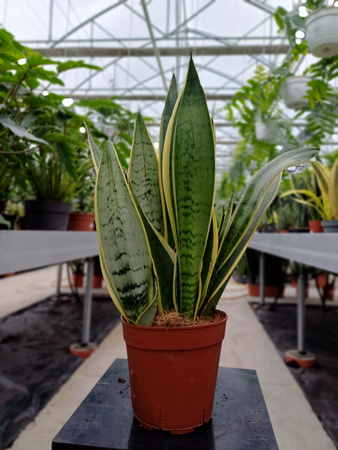 SANSEVIERIA WHITE SNOW P14