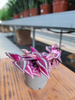 TRADESCANTIA PINK PARADISE P6