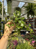 PILEA DEPRESSA P6