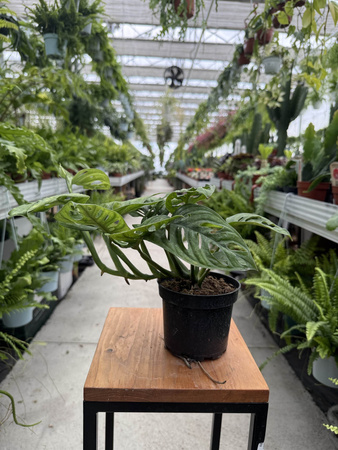 MONSTERA ADANSONII P11