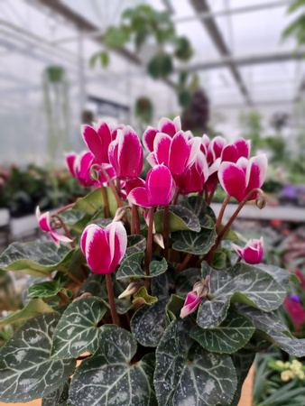 CYCLAMEN BIAŁO-RÓŻOWY P10
